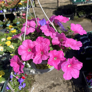 פטוניה מפלית