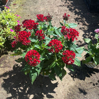 פנטס קוטר עציץ 15 ס"מ