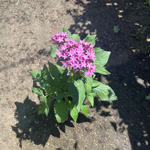 פנטס-קוטר-עציץ-שתיים עשרה