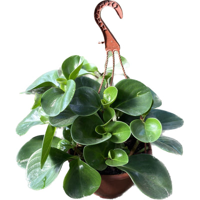 פפרומיה קוטר עציץ 12 ס