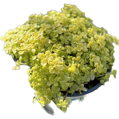 צורית קוטר עציץ 12 ס