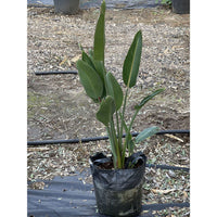 ציפור-גן-עדן