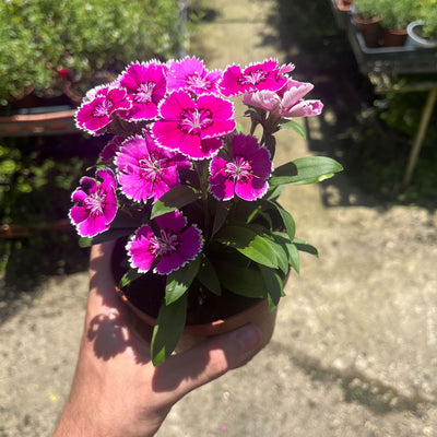 ציפורן קוטר עציץ 12 ס״מ (רב שנתי לגינה)