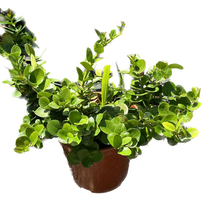 קריסה קוטר עציץ 24 ס