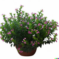 קופאה (גבנון)