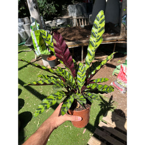 קלתאה-אינסיגניס-קוטר-עציץ-שתיים עשרה