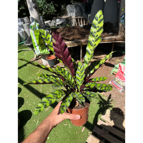 קלתאה-אינסיגניס-קוטר-עציץ-שתיים עשרה