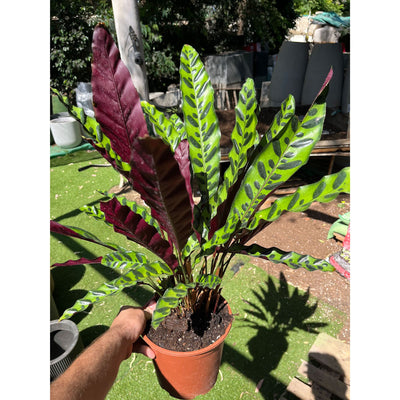 קלתאה אינסיגניס קוטר עציץ 20 ס