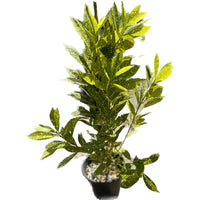 קרוטון מנוקד