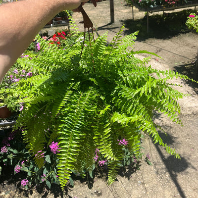 שרך בוסטון (רב שנתי לבית ולגינה)