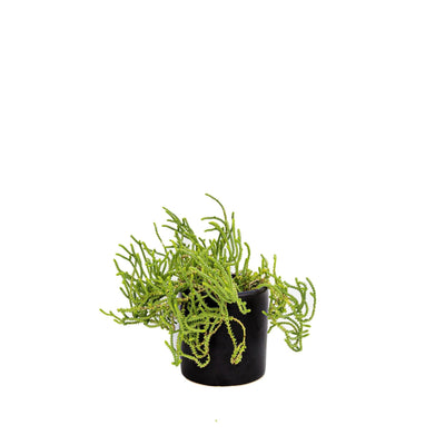 קרסולה קשקשית (רב שנתי לבית ולגינה)