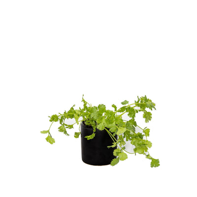 כוסברה עציץ 12 ס