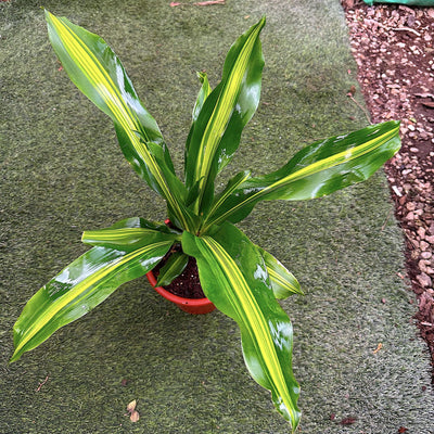 דרצנה למון עציץ 12 ס