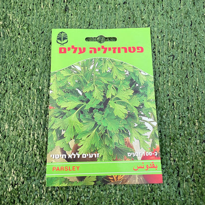 זרעים של פטרוזיליה עלים