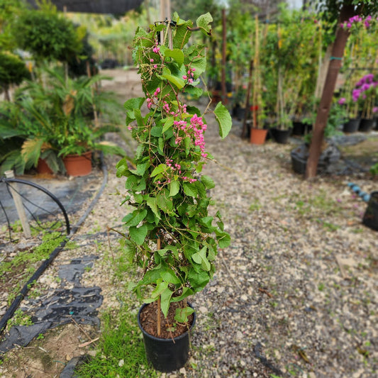 צמח אנטיגון עם עלים ירוקים ופרחים קטנים ורודים