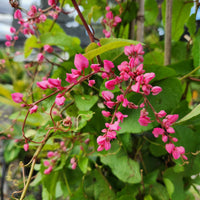 פרח ורוד של צמח האנטיגון