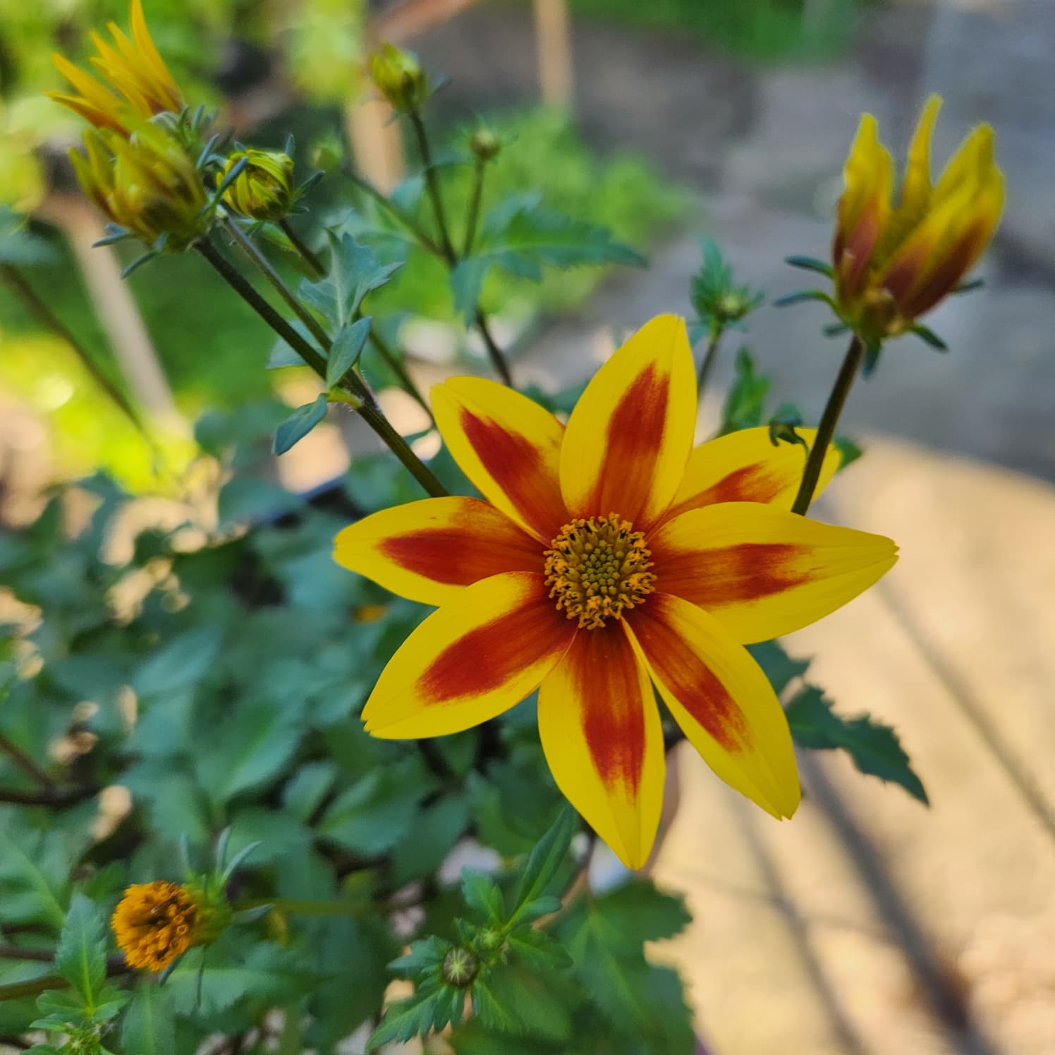 Yellow flower with red center surrounded by green leaves