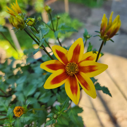 Yellow flower with red center surrounded by green leaves