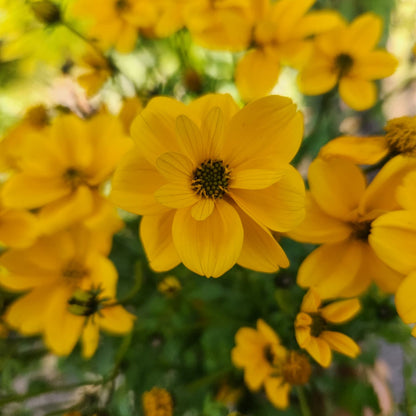 Close-up of a bright yellow flower with a blurred background