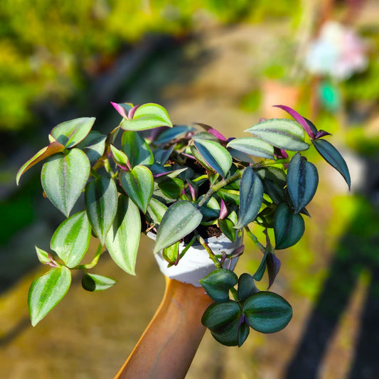 A perennial wandering Jew for a shady home and garden 