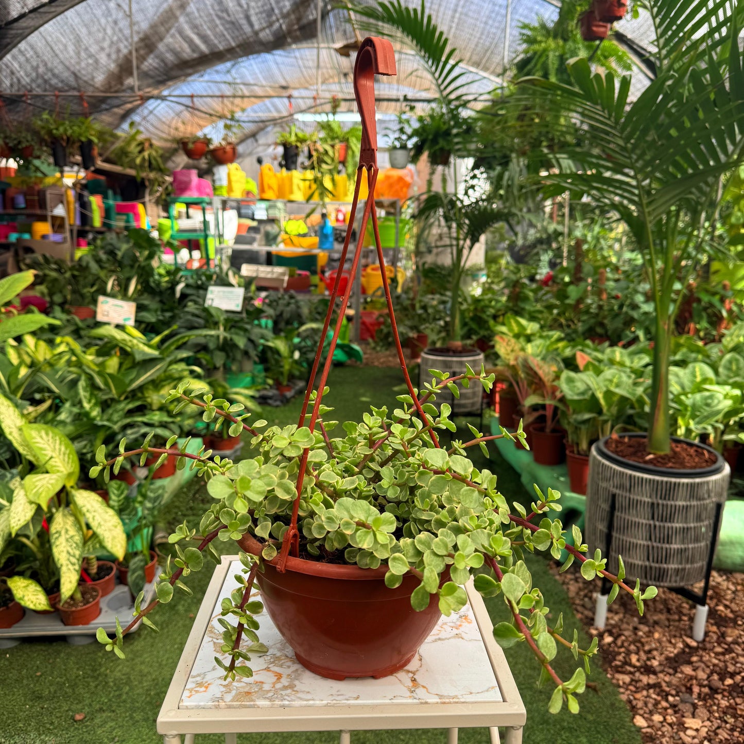 Money tree, potted plant, 12 cm, perennial for home and garden 