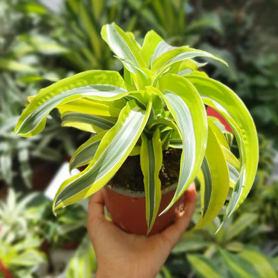 דרצנה טורנדו עציץ 12 ס