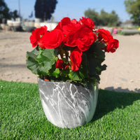 כד בצבע שיש עם צמח בגוניה ורד