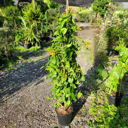 Potted plant with green leaves and small yellow flowers in a garden setting
