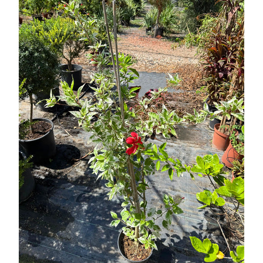 היביסקוס מגוון רב שנתי לגינה