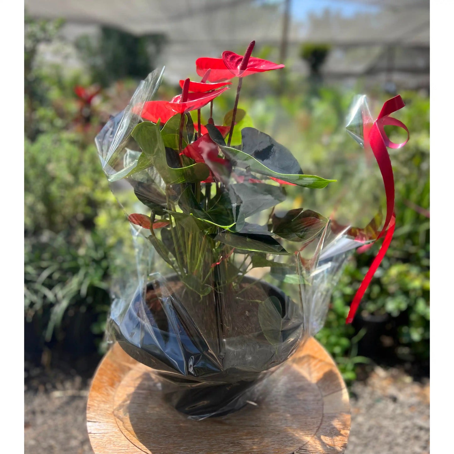 Bouquet of red flowers in a clear plastic wrap with a red ribbon on a wooden surface, garden background.