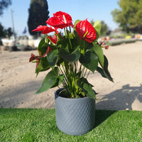 כד אפור עם פסים וצמח אנטוריום