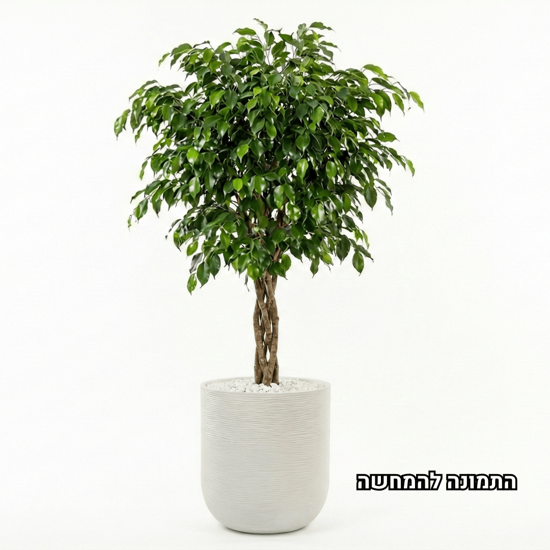 Potted plant with green leaves in a sand color pot on a white background