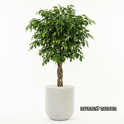 Potted plant with green leaves in a sand color pot on a white background