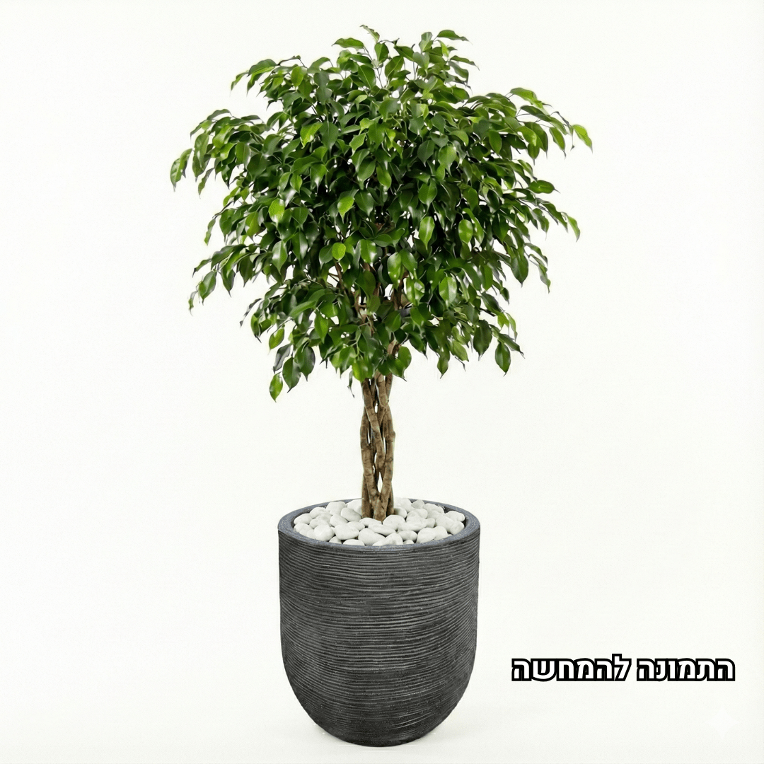 Potted plant with a textured pot on a white background