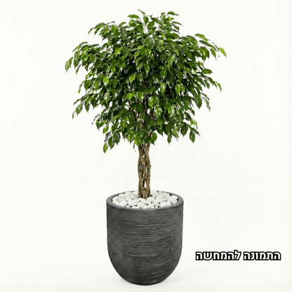 Potted plant with a textured pot on a white background