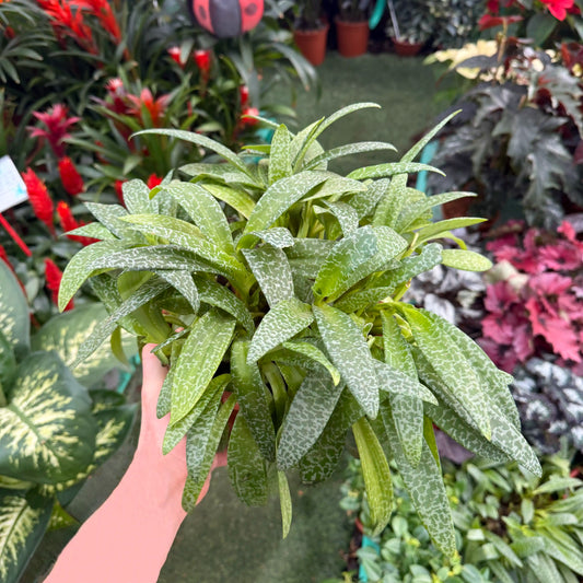 צמח לדבוריה מצטופפת עם עלים ירוקים לבנים