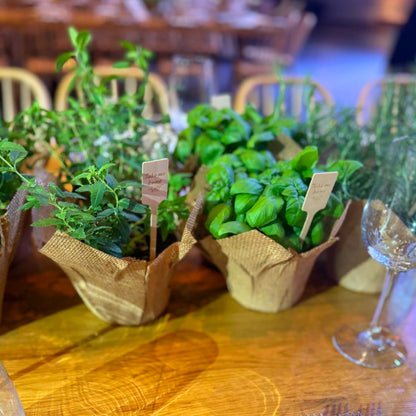 Herb plants in paper pots on a wooden table with a blurred background