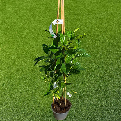 Potted plant with a bamboo stake against a green background