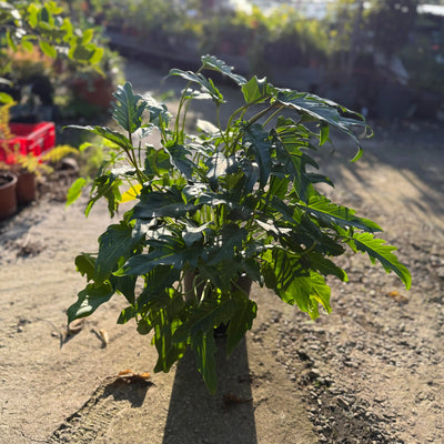 קסנדו בעציץ 10 ליטר רב שנתי לבית ולגינה