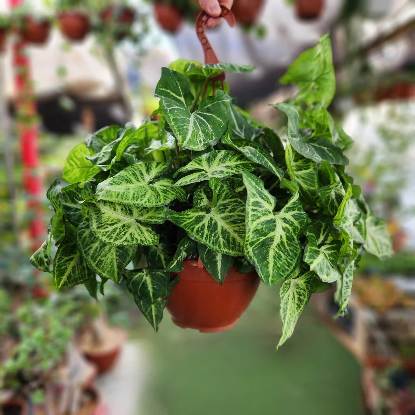 Hanging green plant with red pot in a garden setting