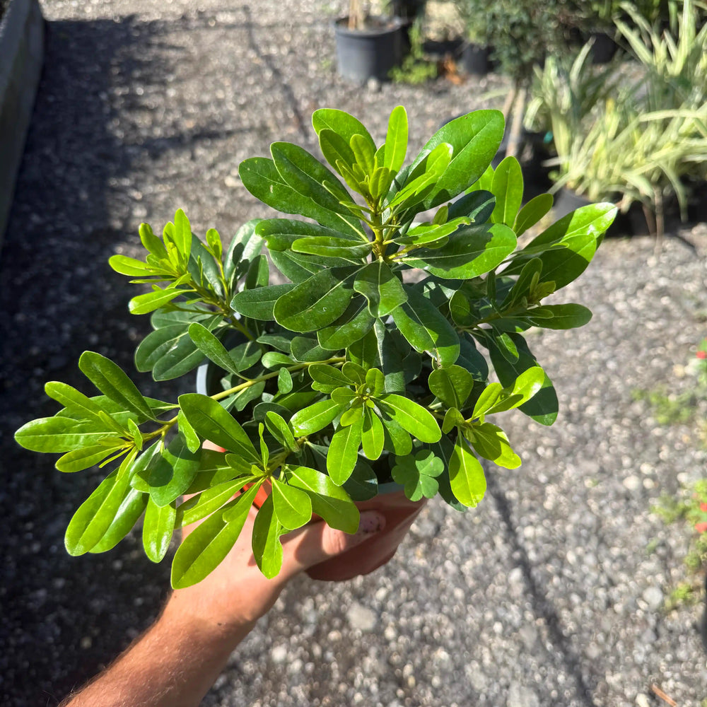 צמח פיטוספורום בעציץ 4 ליטר עם עלים ירוקים זוהרים