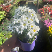 Potted plant with white flowers held by a hand against a garden background