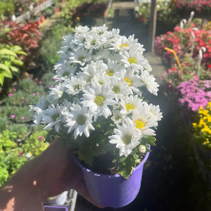 Potted plant with white flowers held by a hand against a garden background