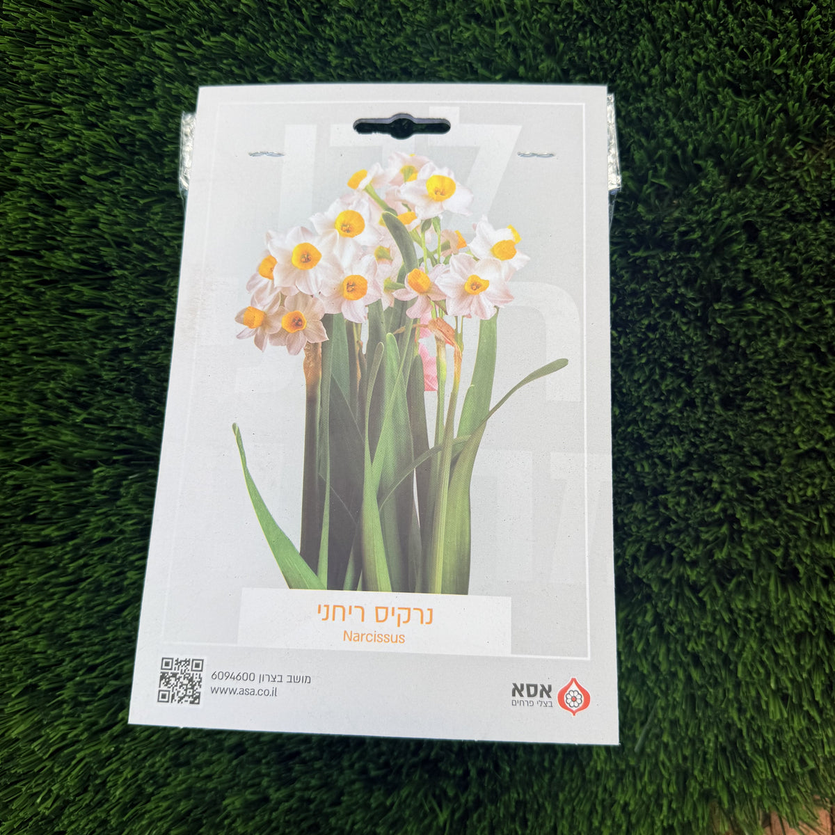 נרקיס סיני ריחני – מארז 5 בצלים לשתילה של אסא, חזית האריזה