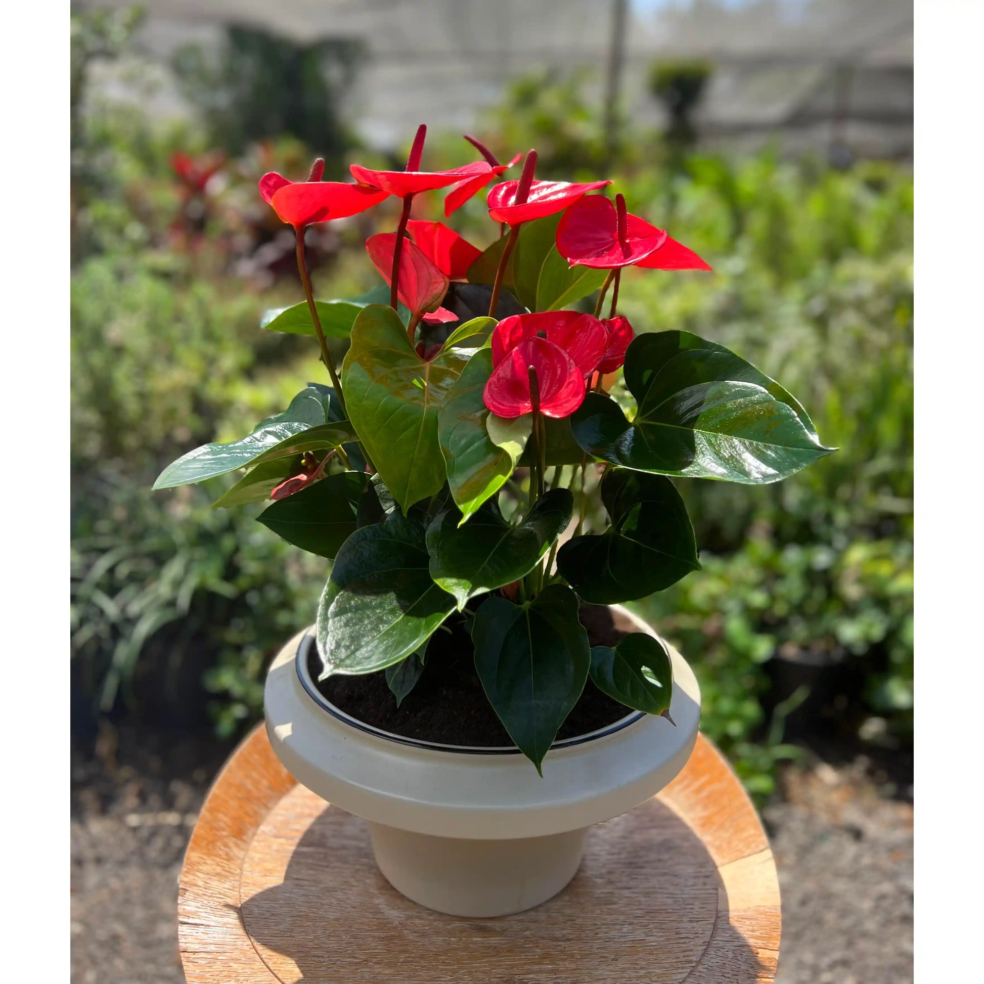 Potted plant with red flowers on a wooden surface