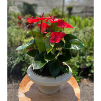 צמח אנטוריום עם פרחים אדומים בעטיפה שקופה עם סרט אדום, שתול בכד לבן-קרם ,מונח על משטח עץ, על רקע גינה.