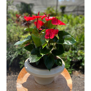 צמח אנטוריום עם פרחים אדומים בעטיפה שקופה עם סרט אדום, שתול בכד לבן-קרם ,מונח על משטח עץ, על רקע גינה.