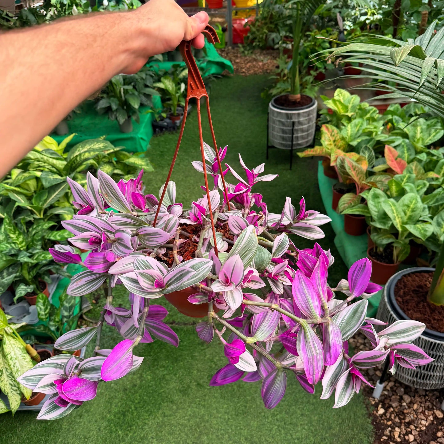 יהודי נודד נאנוק עם וו תליה ברקע של משתלה