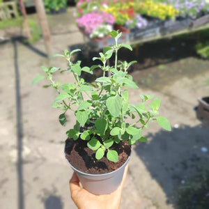 צמח זעתר קטן עם יד שמחזיקה 