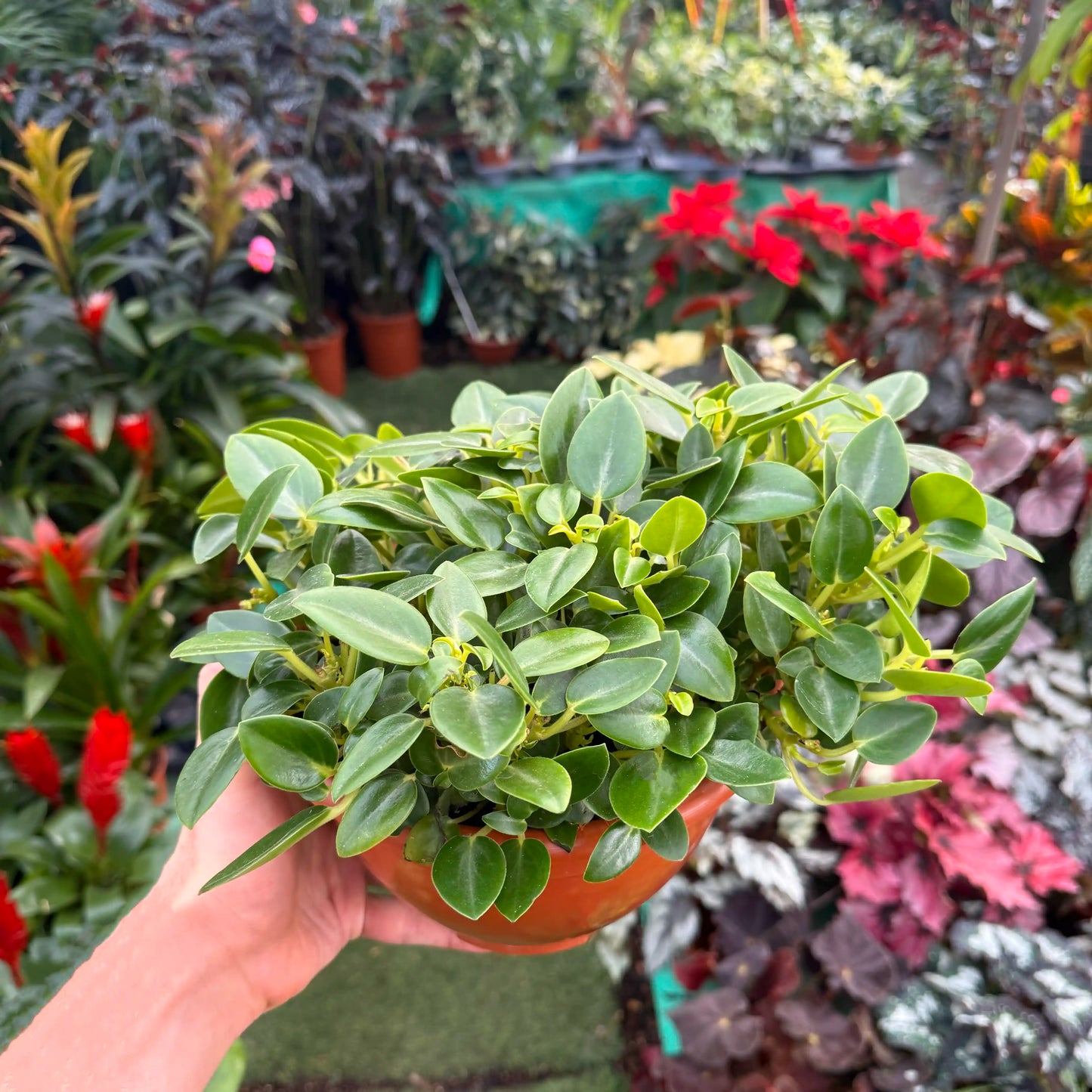 צמח פפרומיה אורבה פיקסי עם עלים ירוקים נשפכים העציץ מוחזק על ידי יד ברקע של משתלה